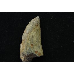dinosaur tooth: TIMURLENGIA EUOTICA - Turonian - Bissekty formation - Ouzbekistan