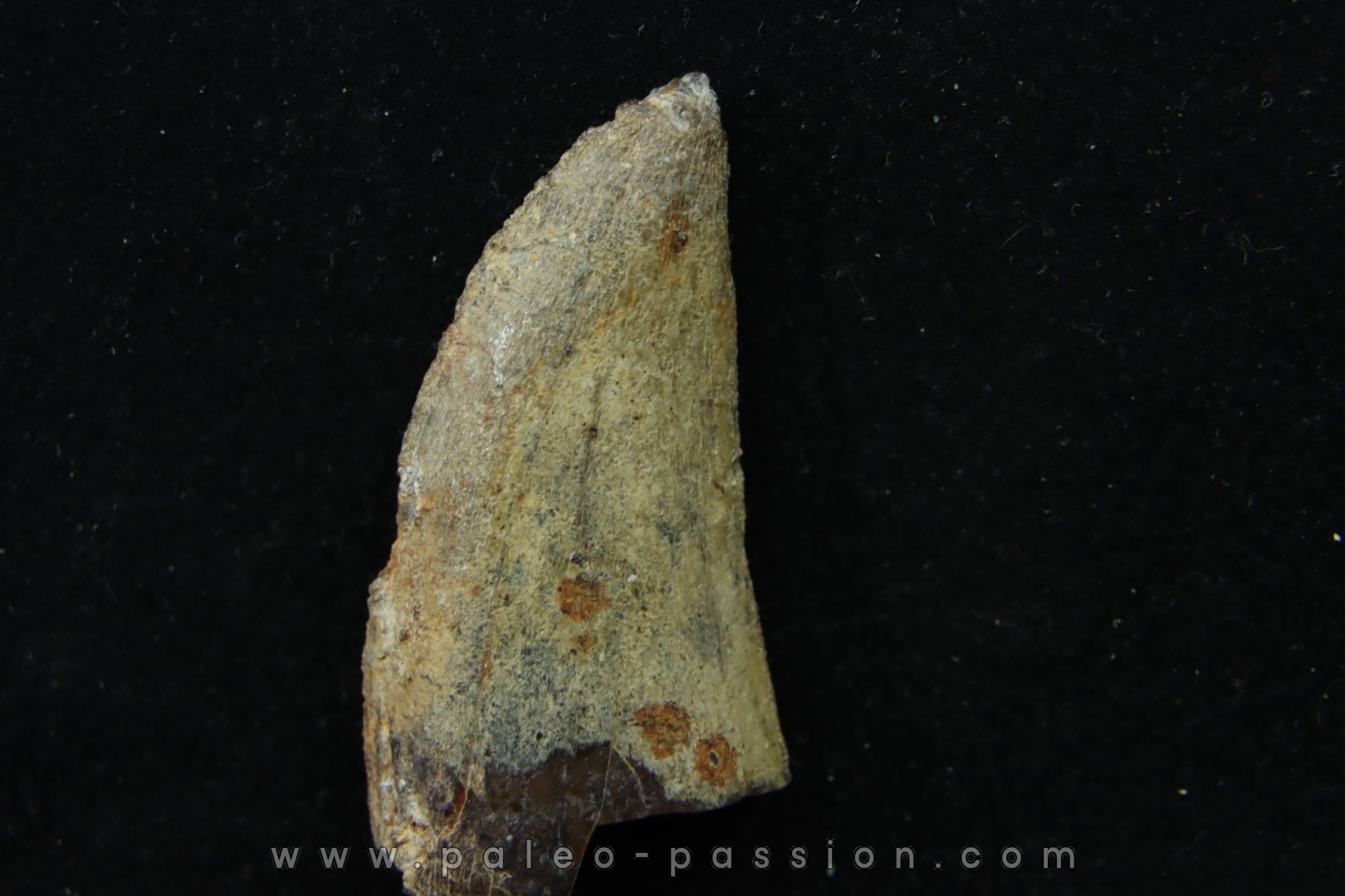 dent de dinosaure: TIMURLENGIA EUOTICA - Turonien - Bissekty formation - Ouzbekistan