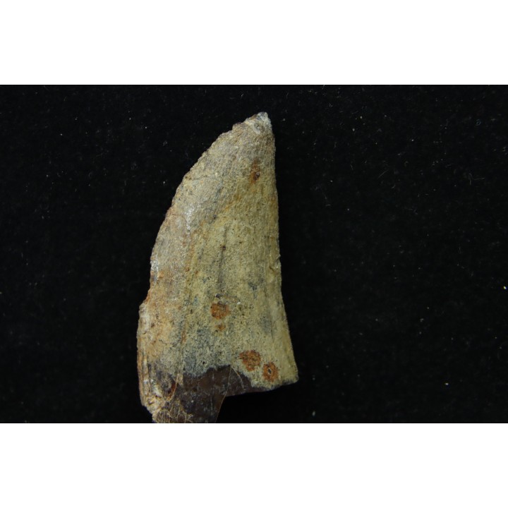 dinosaur tooth: TIMURLENGIA EUOTICA - Turonian - Bissekty formation - Ouzbekistan
