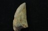dent de dinosaure: TIMURLENGIA EUOTICA - Turonien - Bissekty formation - Ouzbekistan