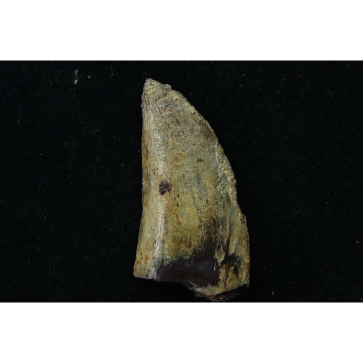 dinosaur tooth: TIMURLENGIA EUOTICA - Turonian - Bissekty formation - Ouzbekistan