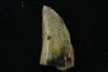 dinosaur tooth: TIMURLENGIA EUOTICA - Turonian - Bissekty formation - Ouzbekistan
