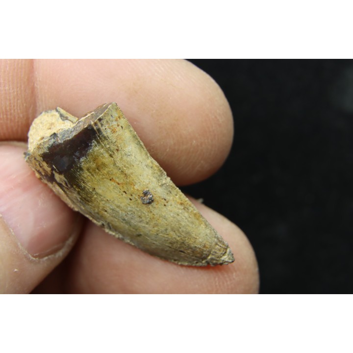 dinosaur tooth: TIMURLENGIA EUOTICA - Turonian - Bissekty formation - Ouzbekistan