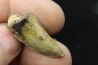 dent de dinosaure: TIMURLENGIA EUOTICA - Turonien - Bissekty formation - Ouzbekistan