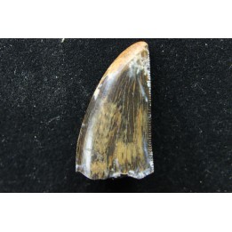 Daspletosaurus torosus