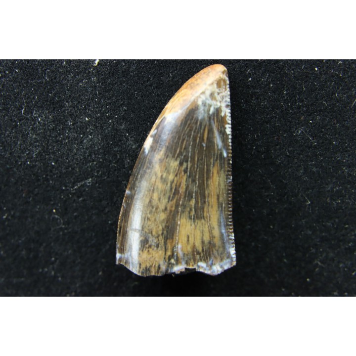 Daspletosaurus torosus