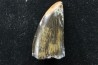Daspletosaurus torosus - Judith River Formation - crétacé supérieur - Musselshell County - Montana - USA