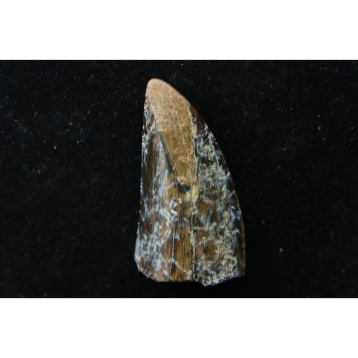 Daspletosaurus torosus - Judith River Formation - crétacé supérieur - Musselshell County - Montana - USA
