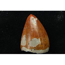 "thecodont" tooth: Postosuchus sp.