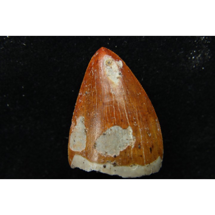 "thecodont" tooth: Postosuchus sp.
