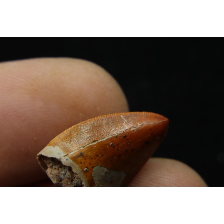 dent de"thecodont": Postosuchus sp.