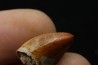 "thecodont" tooth: Postosuchus sp.