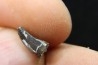 Dent de dinosaure : Nuthetes destructor -  Berriasien - Cherves-de-cognac, FRANCE