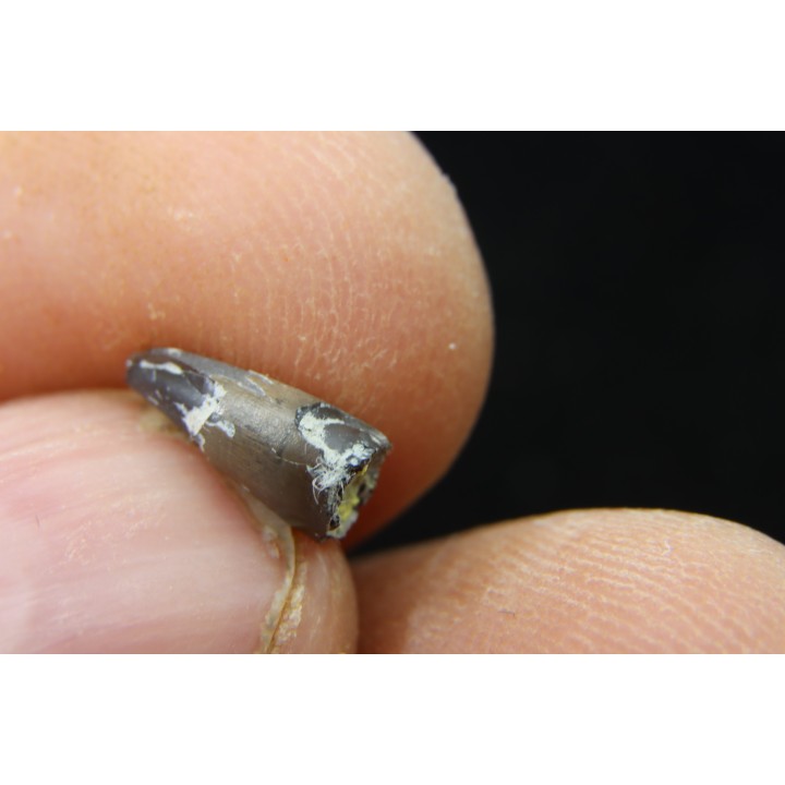 dinosaure Tooth : Nuthetes destructor - Berriasian - lieu dit "Champblanc", Cherves-de-cognac, FRANCE