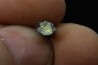 dinosaure Tooth : Nuthetes destructor - Berriasian - lieu dit "Champblanc", Cherves-de-cognac, FRANCE