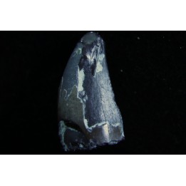 dinosaure Tooth : Nuthetes destructor - Berriasian - lieu dit "Champblanc", Cherves-de-cognac, FRANCE