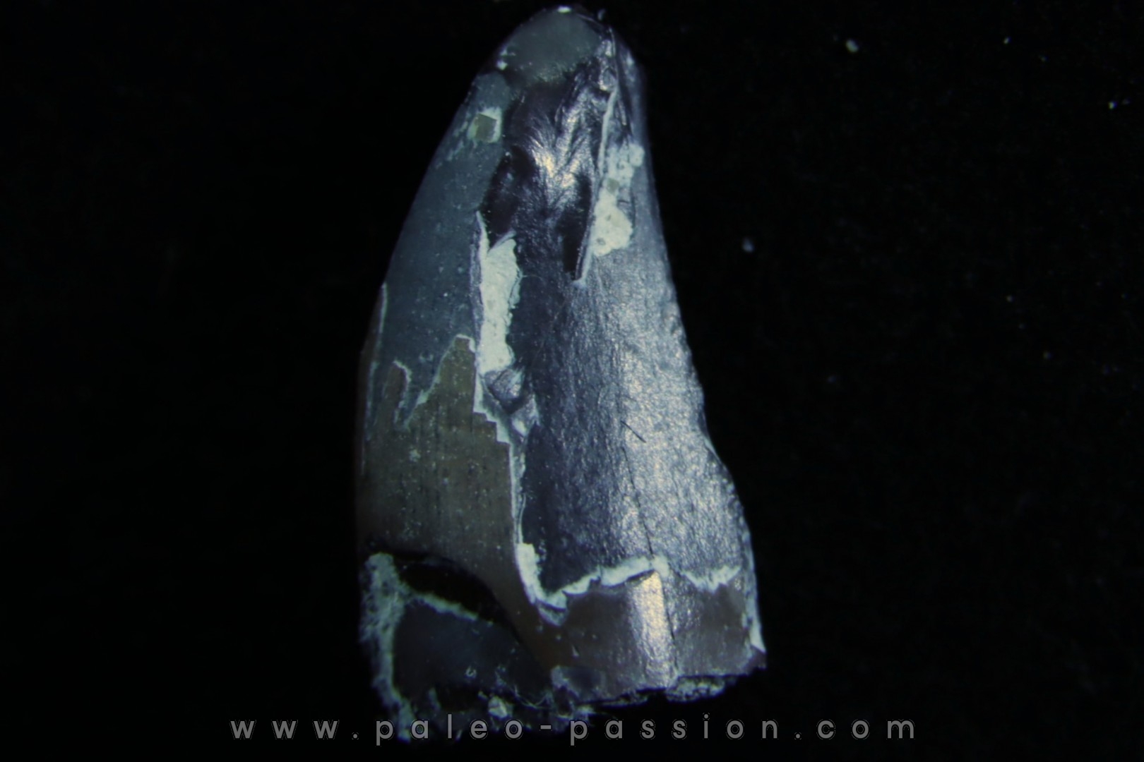 dinosaure Tooth : Nuthetes destructor - Berriasian - lieu dit "Champblanc", Cherves-de-cognac, FRANCE