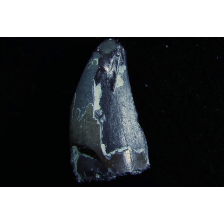 dinosaure Tooth : Nuthetes destructor - Berriasian - lieu dit "Champblanc", Cherves-de-cognac, FRANCE