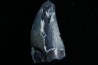 Dent de dinosaure : Nuthetes destructor -  Berriasien - Cherves-de-cognac, FRANCE