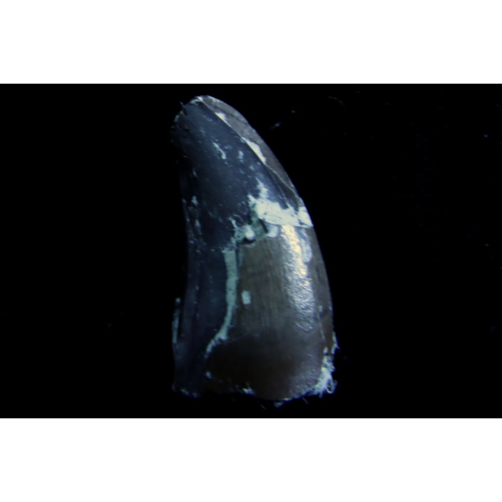 dinosaure Tooth : Nuthetes destructor - Berriasian - lieu dit "Champblanc", Cherves-de-cognac, FRANCE