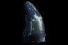 dinosaure Tooth : Nuthetes destructor - Berriasian - lieu dit "Champblanc", Cherves-de-cognac, FRANCE