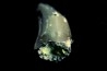 Dent de dinosaure : Nuthetes destructor -  Berriasien - Cherves-de-cognac, FRANCE