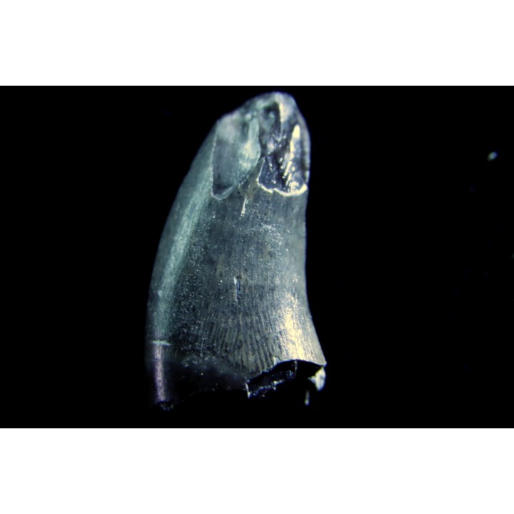dinosaure Tooth : Nuthetes destructor - Berriasian- lieu dit "Champblanc", Cherves-de-cognac, FRANCE