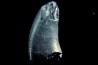 Dent de dinosaure : Nuthetes destructor - Berriasien - Cherves-de-cognac, FRANCE