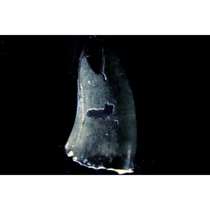 dinosaure Tooth : Nuthetes destructor - Berriasian- lieu dit "Champblanc", Cherves-de-cognac, FRANCE