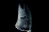 dinosaure Tooth : Nuthetes destructor - Berriasian- lieu dit "Champblanc", Cherves-de-cognac, FRANCE