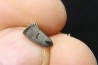 Dent de dinosaure : Nuthetes destructor - Berriasien - Cherves-de-cognac, FRANCE