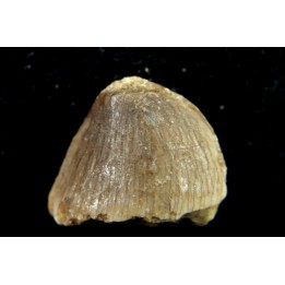VERY RARE MOSASAURE  tooth CARINODENS BELGICUS - Maastrichtian - Oued Zem - Morocco