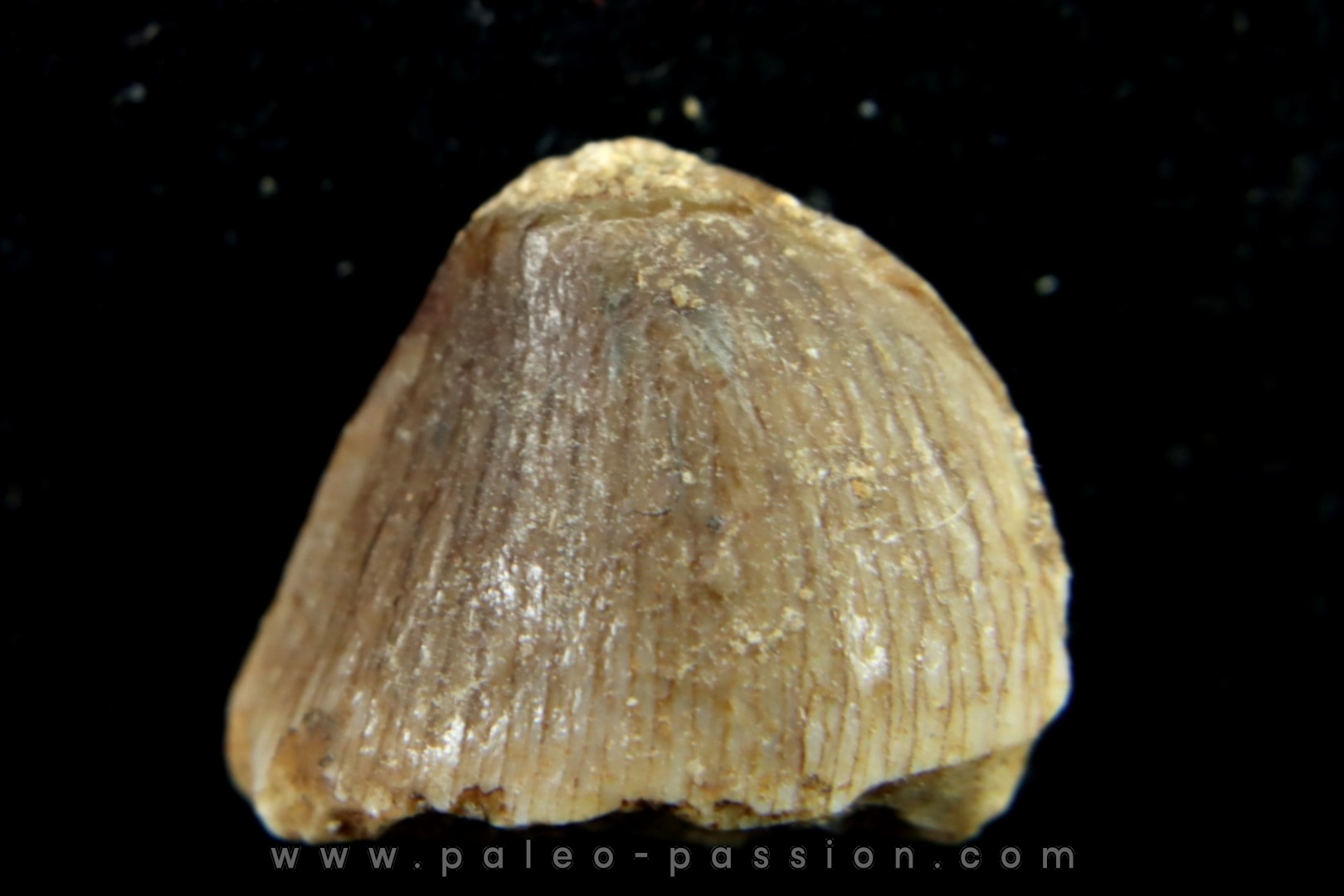 TRES RARE DENT DE MOSASAURE CARINODENS BELGICUS - Maestrichtien - Oued Zem, Maroc
