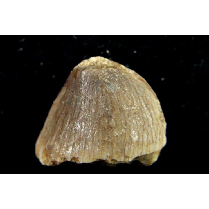 TRES RARE DENT DE MOSASAURE   CARINODENS BELGICUS - Maestrichtien - Oued Zem,  Maroc