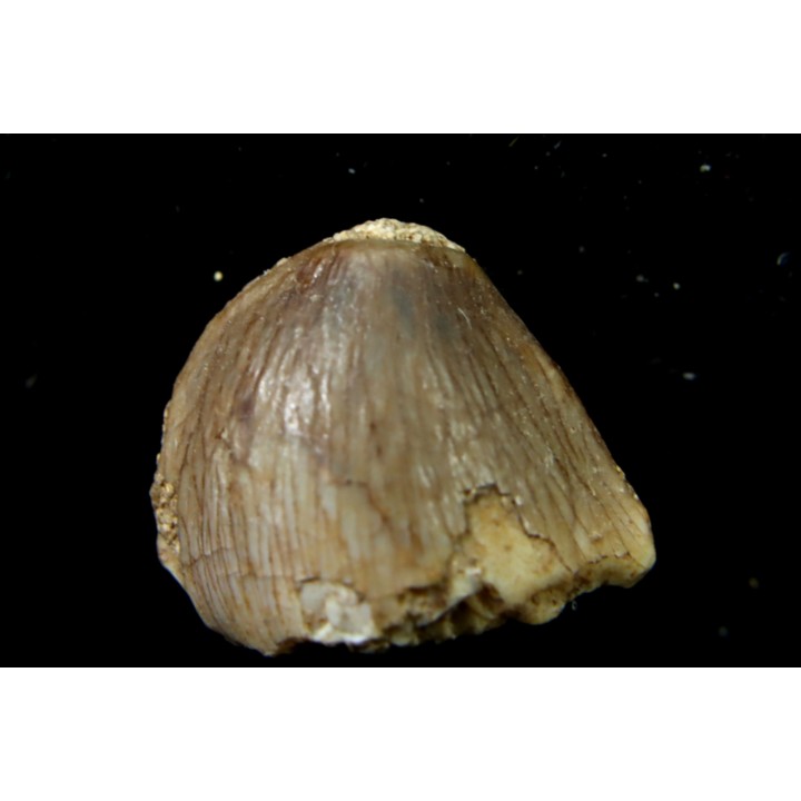 VERY RARE MOSASAURE  tooth CARINODENS BELGICUS - Maastrichtian - Oued Zem - Morocco