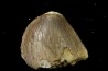 TRES RARE DENT DE MOSASAURE CARINODENS BELGICUS - Maestrichtien - Oued Zem, Maroc