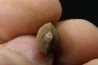 TRES RARE DENT DE MOSASAURE CARINODENS BELGICUS - Maestrichtien - Oued Zem, Maroc