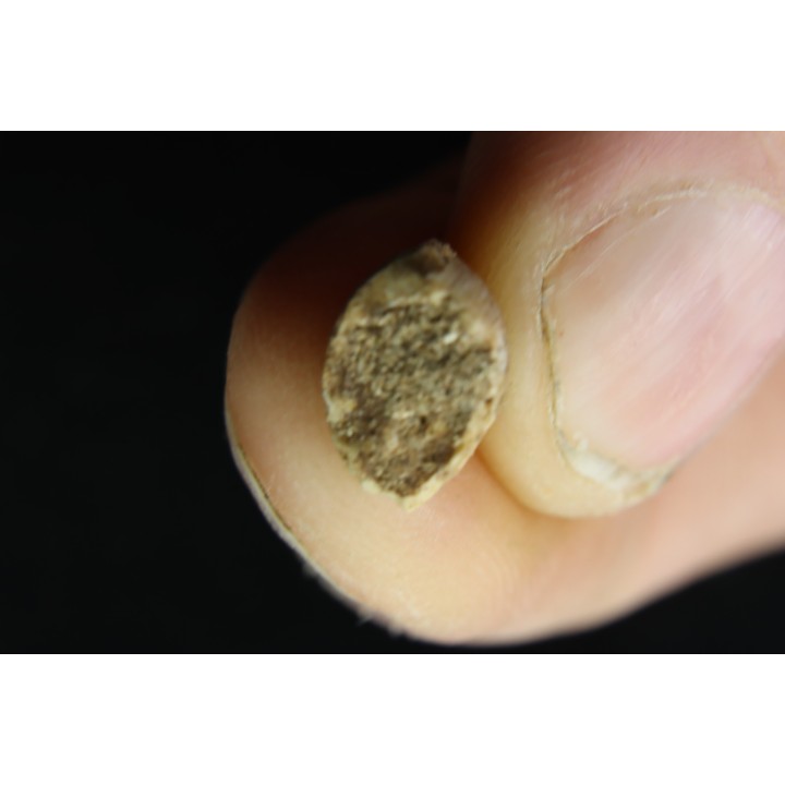 VERY RARE MOSASAURE  tooth CARINODENS BELGICUS - Maastrichtian - Oued Zem - Morocco