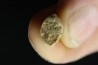 VERY RARE MOSASAURE  tooth CARINODENS BELGICUS - Maastrichtian - Oued Zem - Morocco