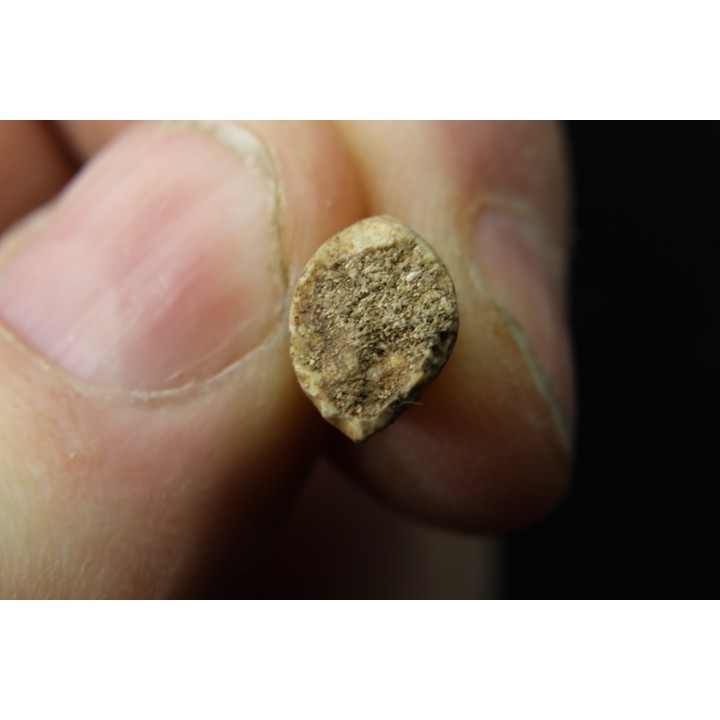 TRES RARE DENT DE MOSASAURE   CARINODENS BELGICUS - Maestrichtien - Oued Zem,  Maroc