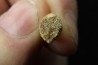 VERY RARE MOSASAURE  tooth CARINODENS BELGICUS - Maastrichtian - Oued Zem - Morocco