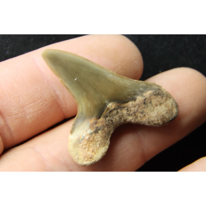 dent de requin: cretoxyrhina aff, Mantelli - turonien du Maroc
