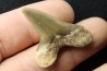 shark tooth: cretoxyrhina aff, Mantelli - turonian - MOROCCO