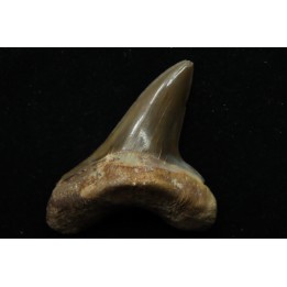dent de requin: cretoxyrhina aff, Mantelli - turonien du Maroc
