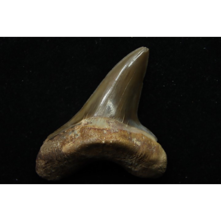 shark tooth: cretoxyrhina aff, Mantelli - turonian - MOROCCO