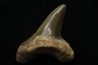 dent de requin: cretoxyrhina aff, Mantelli - turonien du Maroc