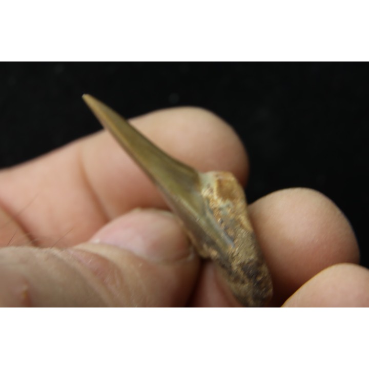 shark tooth: cretoxyrhina aff, Mantelli - turonian - MOROCCO