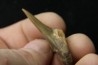 dent de requin: cretoxyrhina aff, Mantelli - turonien du Maroc