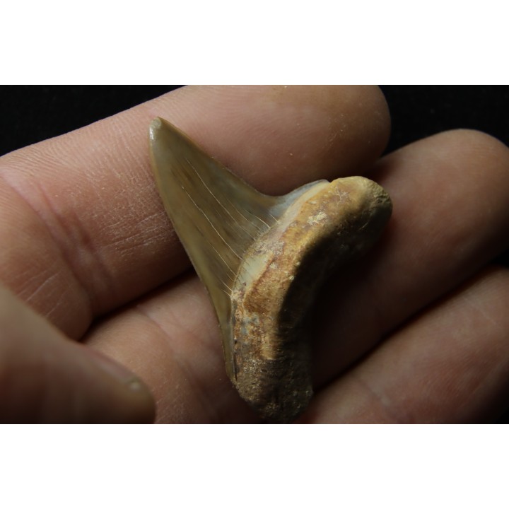 dent de requin: cretoxyrhina aff, Mantelli - turonien du Maroc
