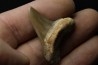 dent de requin: cretoxyrhina aff, Mantelli - turonien du Maroc